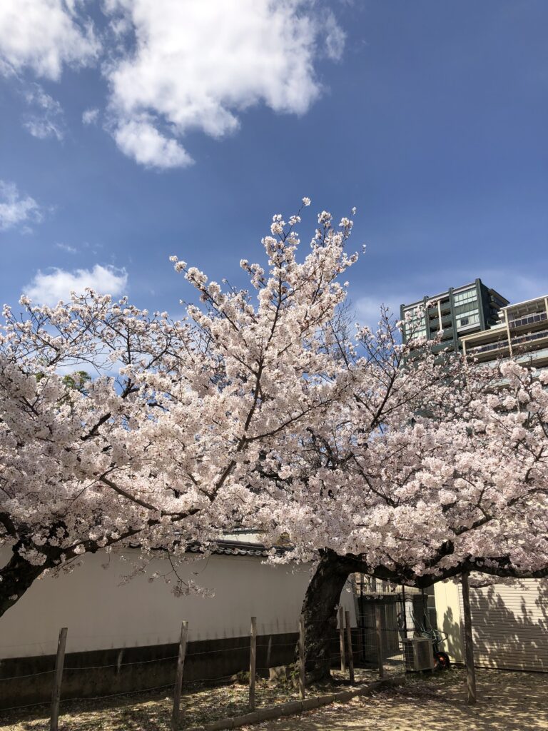 In front of the entrance to Gokurakujōdo no niw