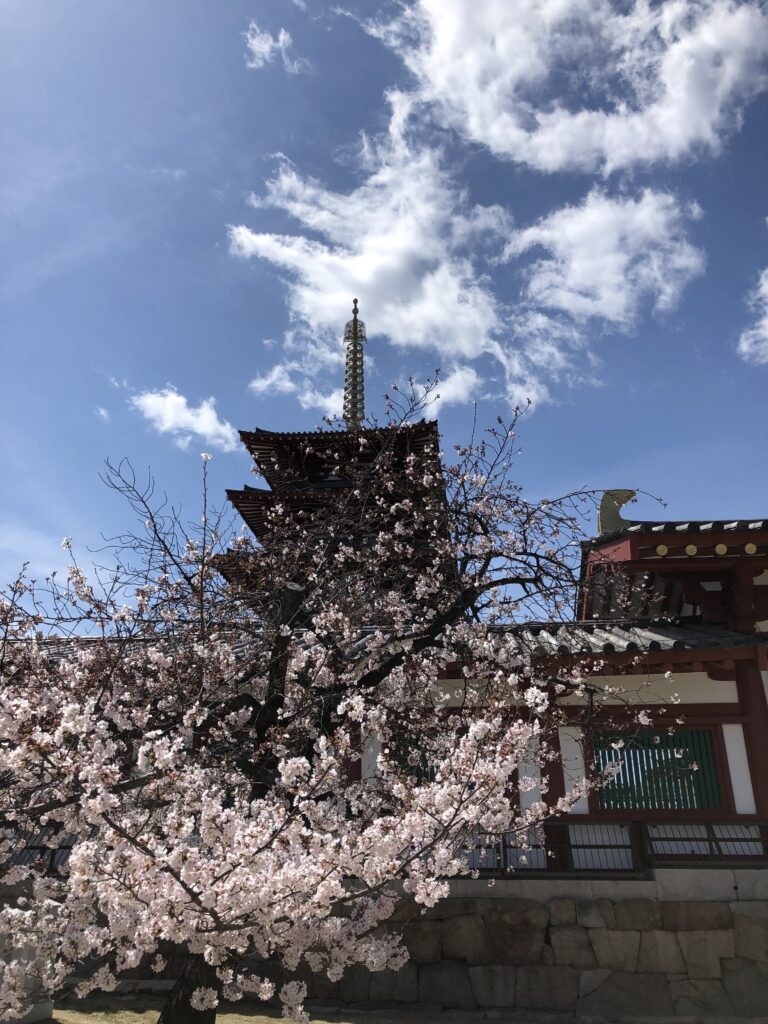 Cherry blossoms in front of the East Gate