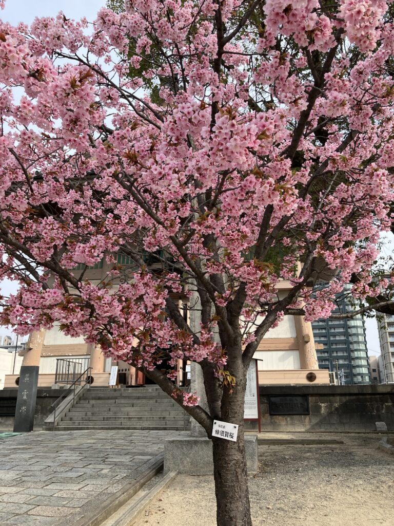 Hachisukaga Cherry Tree in front of the Memorial Hall for the War Dead