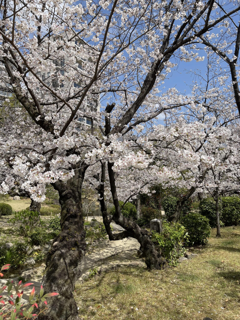 Gokurakujōdo no niwa 4