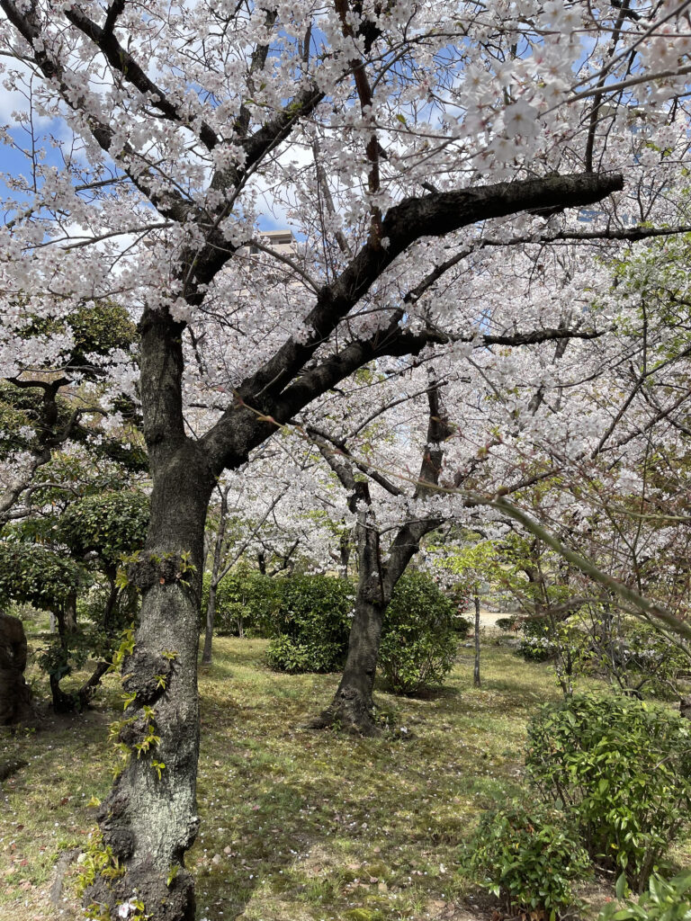 Gokurakujōdo no niwa 8